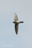 Swiftlet, Glossy @ Venus Drive