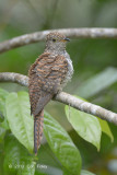 Cuckoo, Plaintive