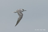 Tern, Aleutian (juv) @ Straits of Singapore