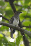 Bulbul, Streaked