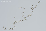 Egret, Cattle