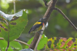 Flowerpecker, Scarlet-breasted (male)