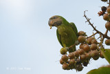 Parakeet, Red-breasted (juv) @ Halus