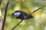 Bluebird, Asian Fairy (male)