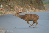 Deer, Spotted @ Corbett