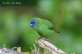 Parrot-Finch, Blue-faced (male) @ Mt Lewis