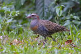 Rail, Buff-banded @ Julatten