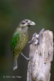 Catbird, Spotted @ Chambers Wildlife