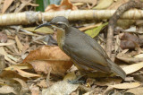 Riflebird, Victorias (female) @ Chambers Wildlife