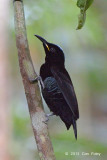 Riflebird, Victorias (male) @ Chambers Wildlife
