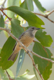 Whistler, Rufous (fem) @ Euluma Creek Rd, Julatten