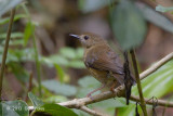 Scrubwren, Atherton @ Mt Lewis