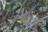 Scrubwren, Yellow-throated (female) @ Mt Lewis