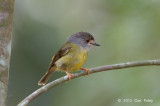 Robin, Pale Yellow @ Kingfisher Park