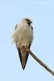 Kite, Black-shouldered @ Atherton