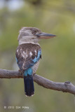 Kookaburra, Blue-winged (male) @ Carbine Caravan Park