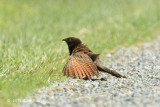 Coucal, Pheasant @ Stewark Creek Rd, Daintree