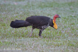 Brush-turkey, Australian (male) @ Red Mill House