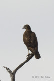 Falcon, Black @ Julatten