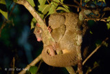 Possum, Green Ringtail @ Curtain Fig