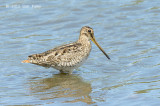 Snipe, Lathams @ Hasties Swamp