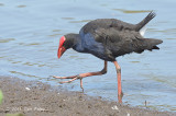 Swamphen, Australian @ Hasties Swamp