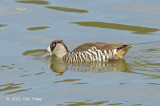 Duck Pink-eared @ Hasties Swamp