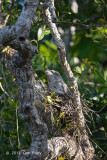 Frogmouth, Papuan (male) @ Daintree River