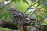 Frogmouth, Papuan (male) @ Daintree River