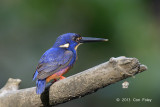 Kingfisher, Azure @ Daintree River
