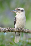 Kookaburra, Laughing @ Stewart Creek Rd