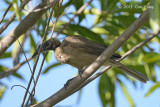 Friarbird, Helmeted @ Cattana Wetlands