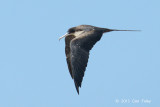 Frigatebird, Lesser @ Michaelmas Cay