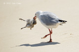 Gull, Silver @ Michaelmas Cay