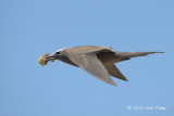 Noddy, Common @ Michaelmas Cay