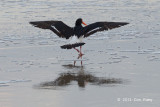 Oystercatcher, Australian Pied @ Yorkeys Knob