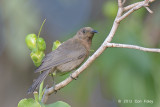 Honeyeater, Dusky @ Cairns cemetery