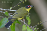 Figbird, Australian (male) @ Cairns cemetery