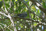 Cicadabird (male) @ Stewart Creek Rd
