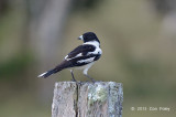 Butcherbird, Pied @ Atherton