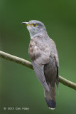 Cuckoo, Indian (adult male) @ Bidadari