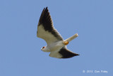 Kite, Black-winged @ Halus