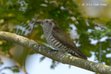 Cuckoo, Little Bronze (female) @ Halus