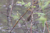 Warbler, Dusky @ Nam Kham Nature Reserve