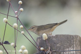 Warbler, Dusky @ Lake Chiang Saen