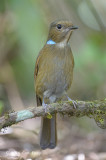 Niltava, Large (female) @ Doi Lang