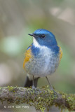 Bluetail, Himalayan (male) @ Doi Lang