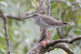 Redshank, Common (non-breeding) @ Sungei Buloh