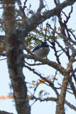 Shrike-Babbler, Blyths (male) @ Doi Lang