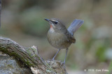 Rubythroat, Siberian (male) @ Doi Lang